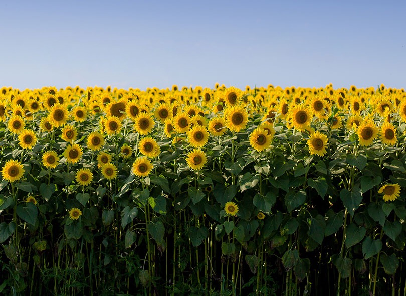 girasoli.jpg